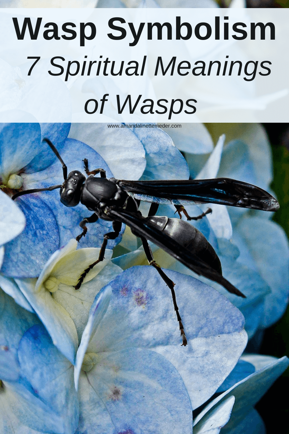 Wasp Symbolism 7 Spiritual Meanings of Wasps Amanda Linette Meder